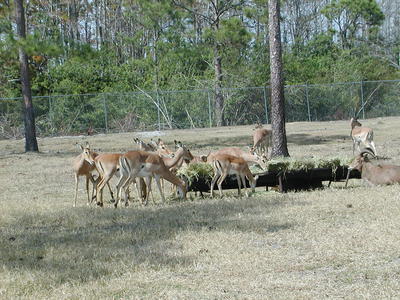 Fallow deer