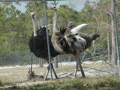 Ostriches