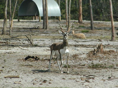 Blackbuck