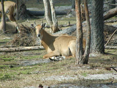 Eland