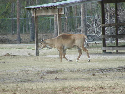 Eland #3