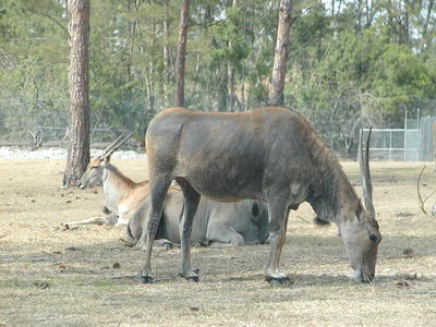 Waterbuck