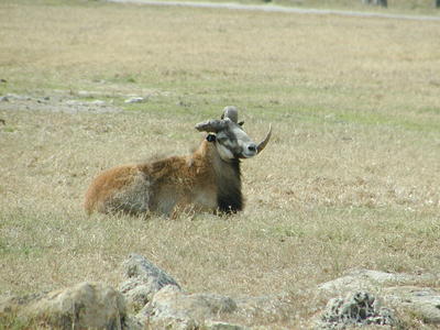 Mouflon