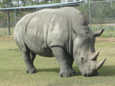 White Rhinoceros
