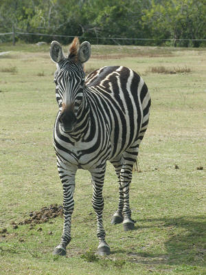 Zebra #2