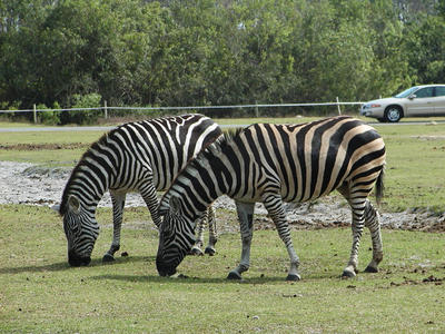 Zebra #3