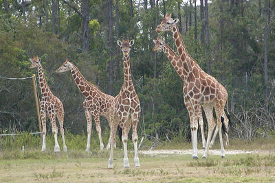 Giraffes