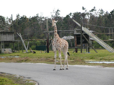 Giraffe