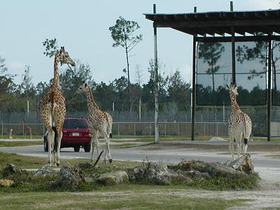 Let's see if we cat catch them....