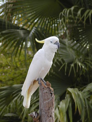 Sulfur-creasted Cockatoo