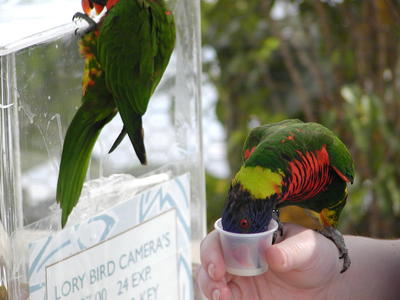 Lory feeding