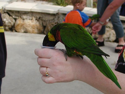 Lory bird feeding