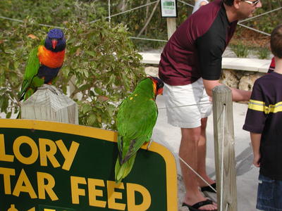 You are getting sleepy.  You will come in and buy many cups of nectar to feed us....