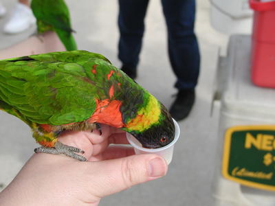 Lory feeding #2