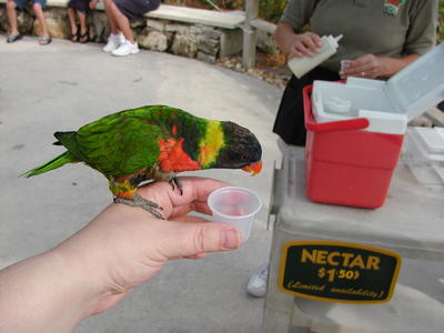Lory feeding #3