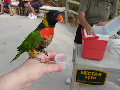 Lory feeding #4