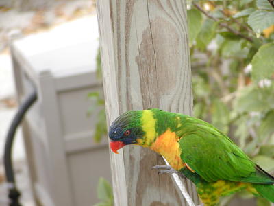 Lory bird #2