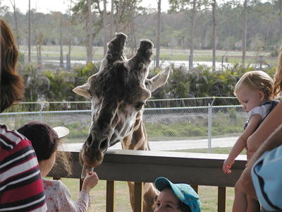 Insert food onto tongue