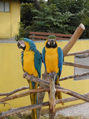 Blue and Gold Macaws