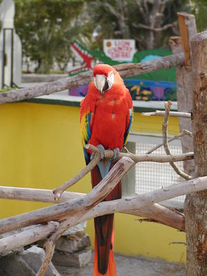 Scarlet Macaw