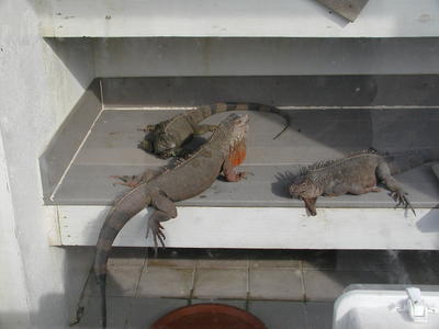 Iguanas