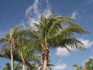 Palm tree