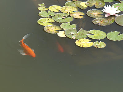 Goldfish and water lily