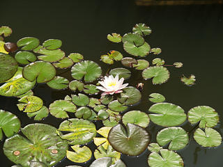 Water lily