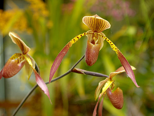 Spotted yellow ladyslipper