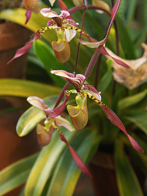 Spotted yellow ladyslipper #2