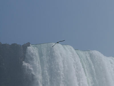 Seagull over Niagara Falls #2