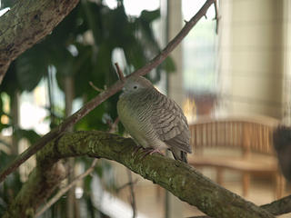 Zebra Dove