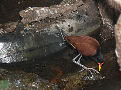 Wattled Jacana