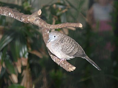 Zebra Dove #2