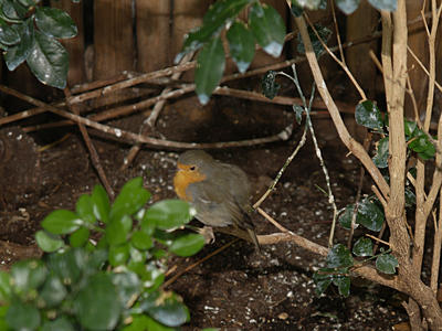Goldbreasted Waxbill