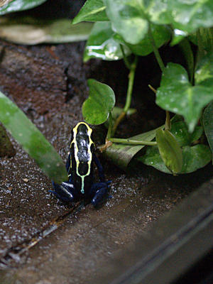 Poisonous frog