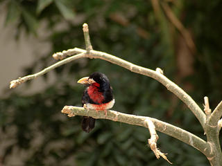 Bearded Barbet