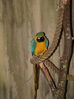 Blue and Gold Macaw