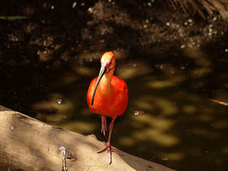 Scarlet Ibis
