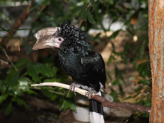Silver Cheecked Hornbill