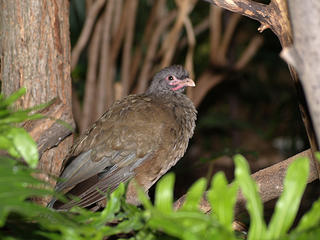 Chaco Chachalaca