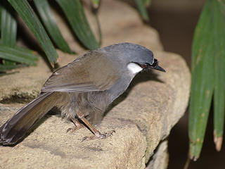 Black Thoated Laughing Thrush