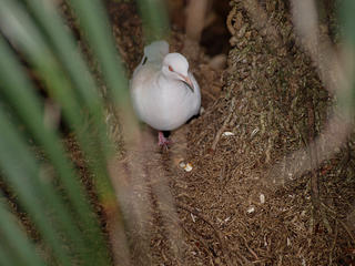 Pied-imperial Pigeon