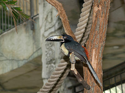 Collard Aracari