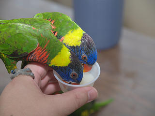 Lory bird feeding