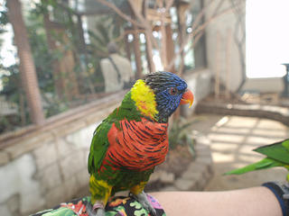 Lory bird