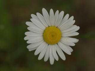 Daisy outside of SACC