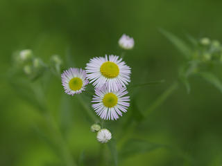 Flower outside of SACC