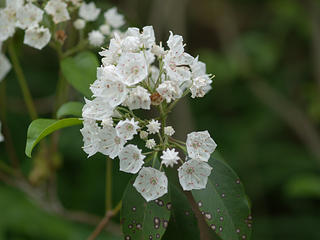 Flowers outside of SACC
