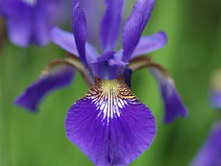 Iris next to SACC #2